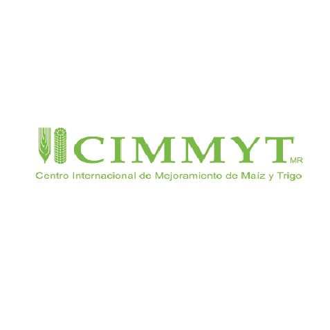 cimmyt